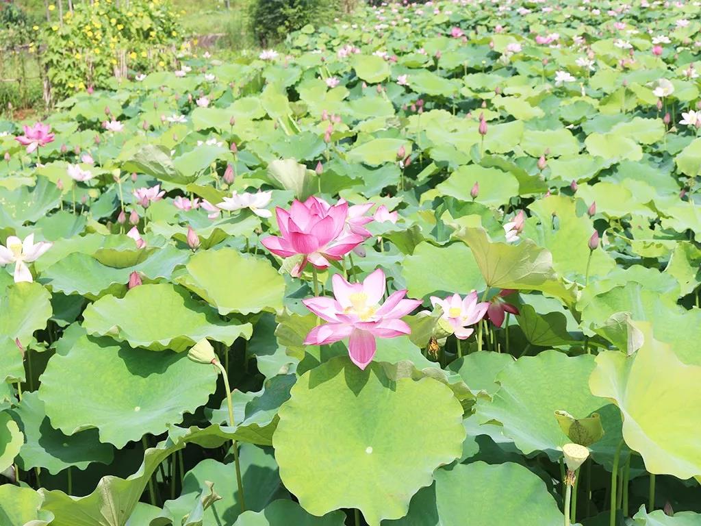 不負(fù)韶華不負(fù)景，海福祥最美賞花行